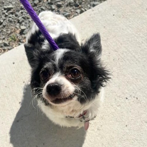 Cozette (ID 51266/1408), adopted, Adult Female Chihuahua.