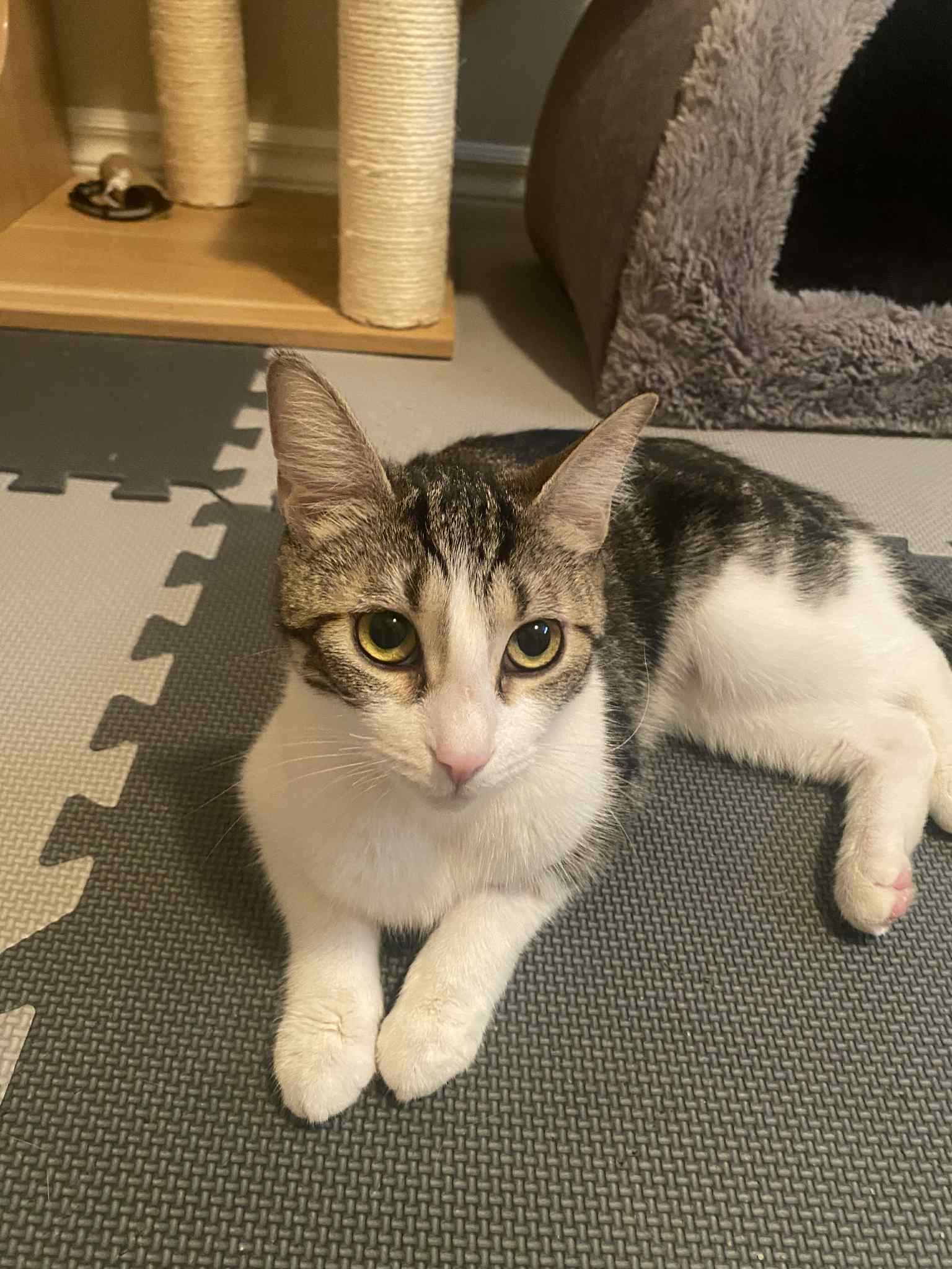 Ellie, a Adoptable Domestic Short Hair in Shakespeare, ON image 2/4