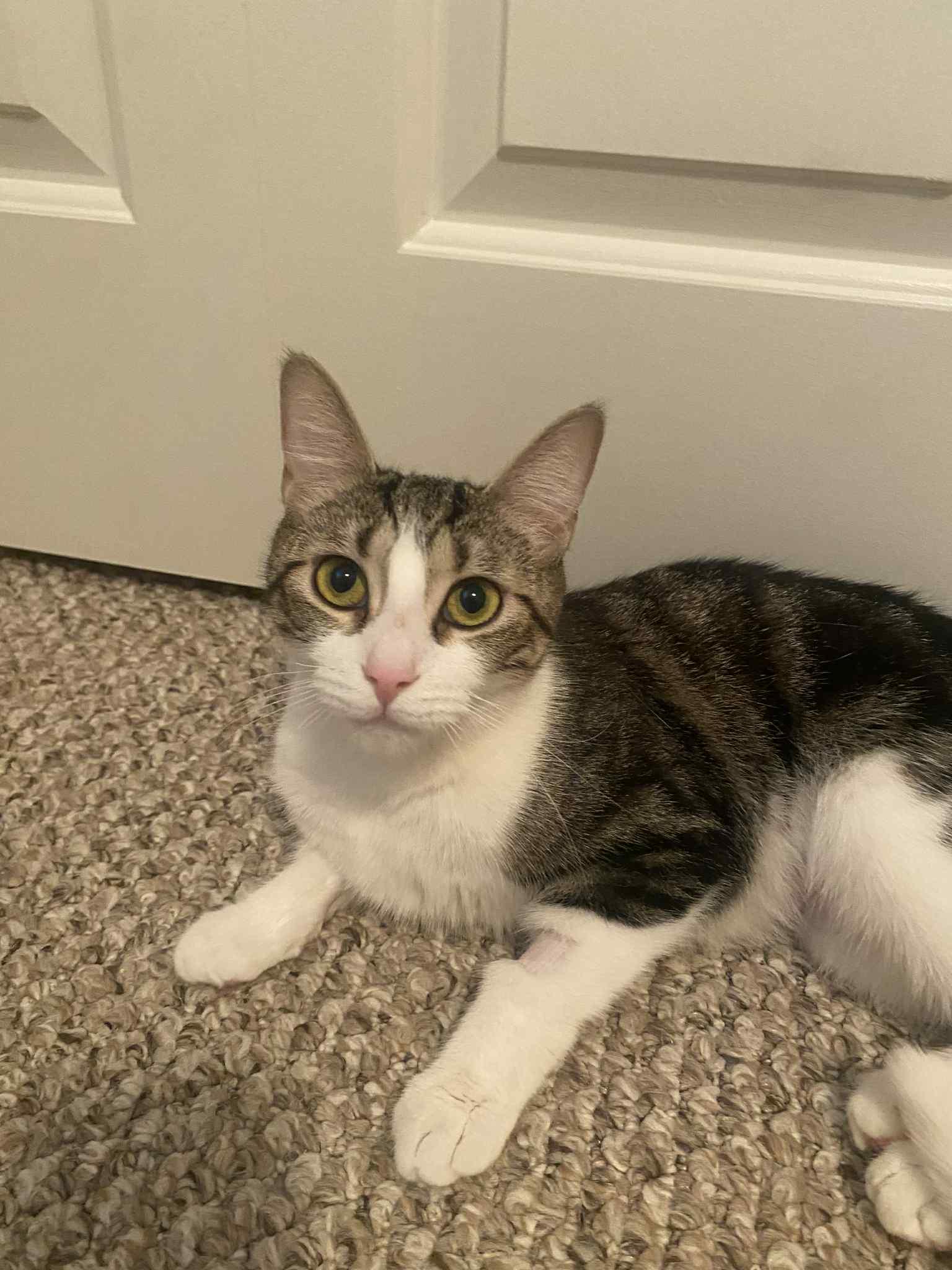 Ellie, a Adoptable Domestic Short Hair in Shakespeare, ON image 3/4