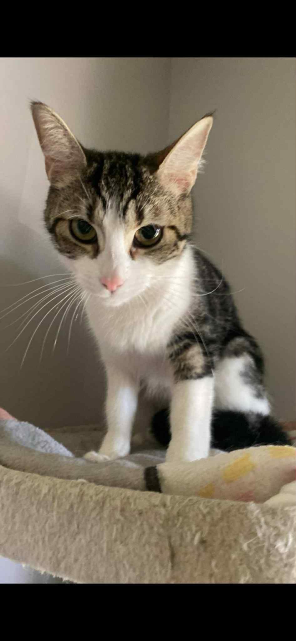 Ellie, a Adoptable Domestic Short Hair in Shakespeare, ON image 4/4