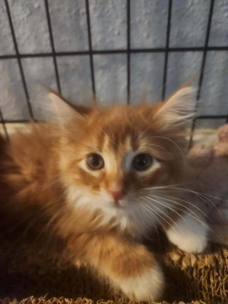 Rusty, Adopted, Young Male Maine Coon & Domestic Long Hair.