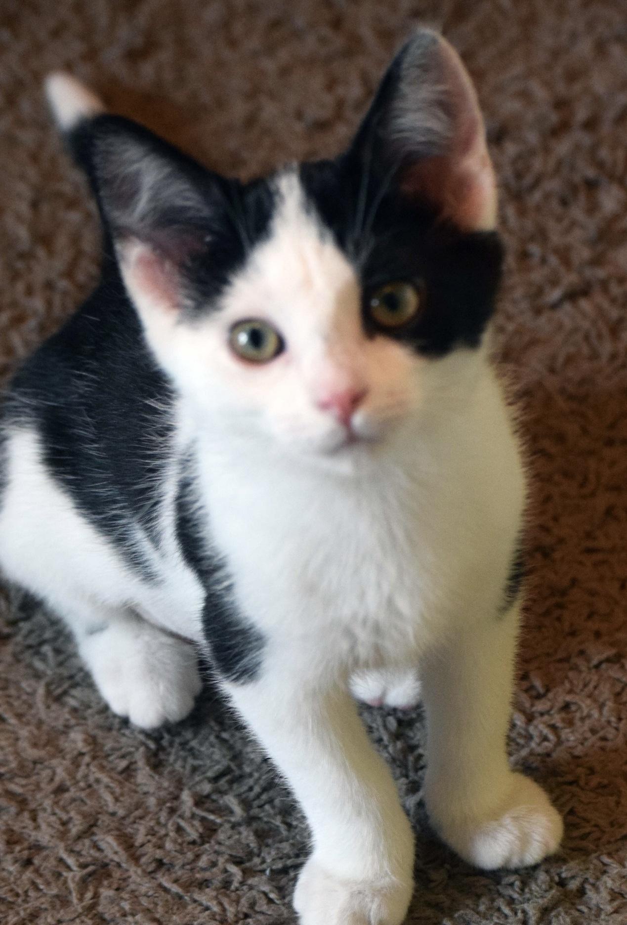 Juliet, adoptable, Kitten Female Domestic Short Hair & Tuxedo.