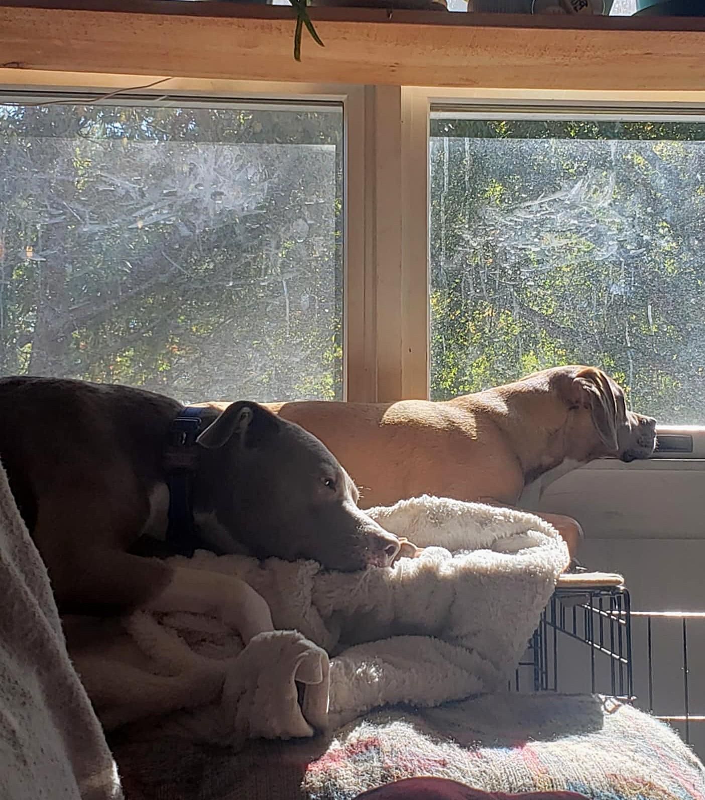 Enlarge Holly - ME, a Adopted mixed breed in Warren, ME image 2/6