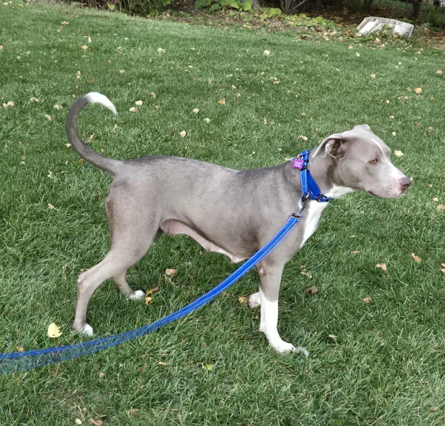 Enlarge Holly - ME, a Adopted mixed breed in Warren, ME image 1/6