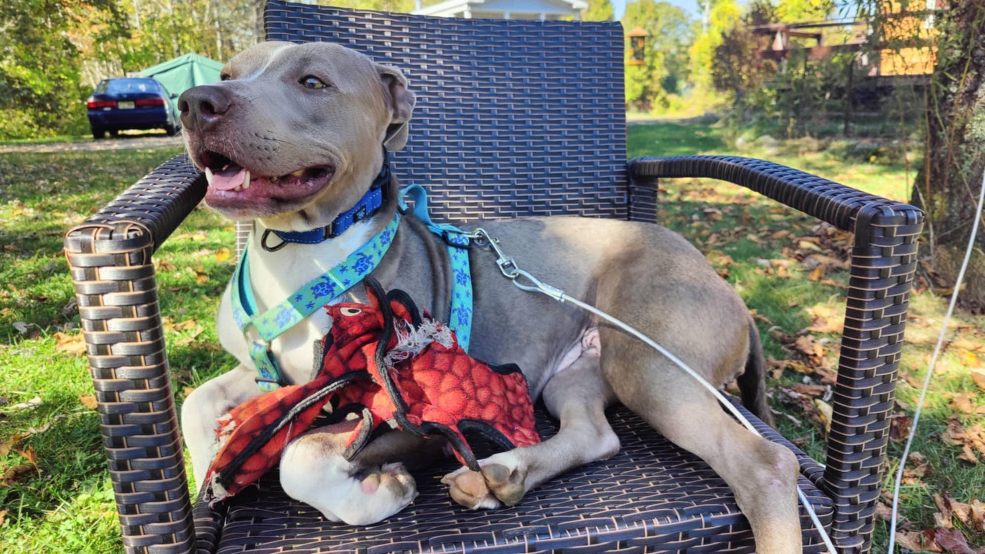 Enlarge Holly - ME, a Adopted mixed breed in Warren, ME image 6/6