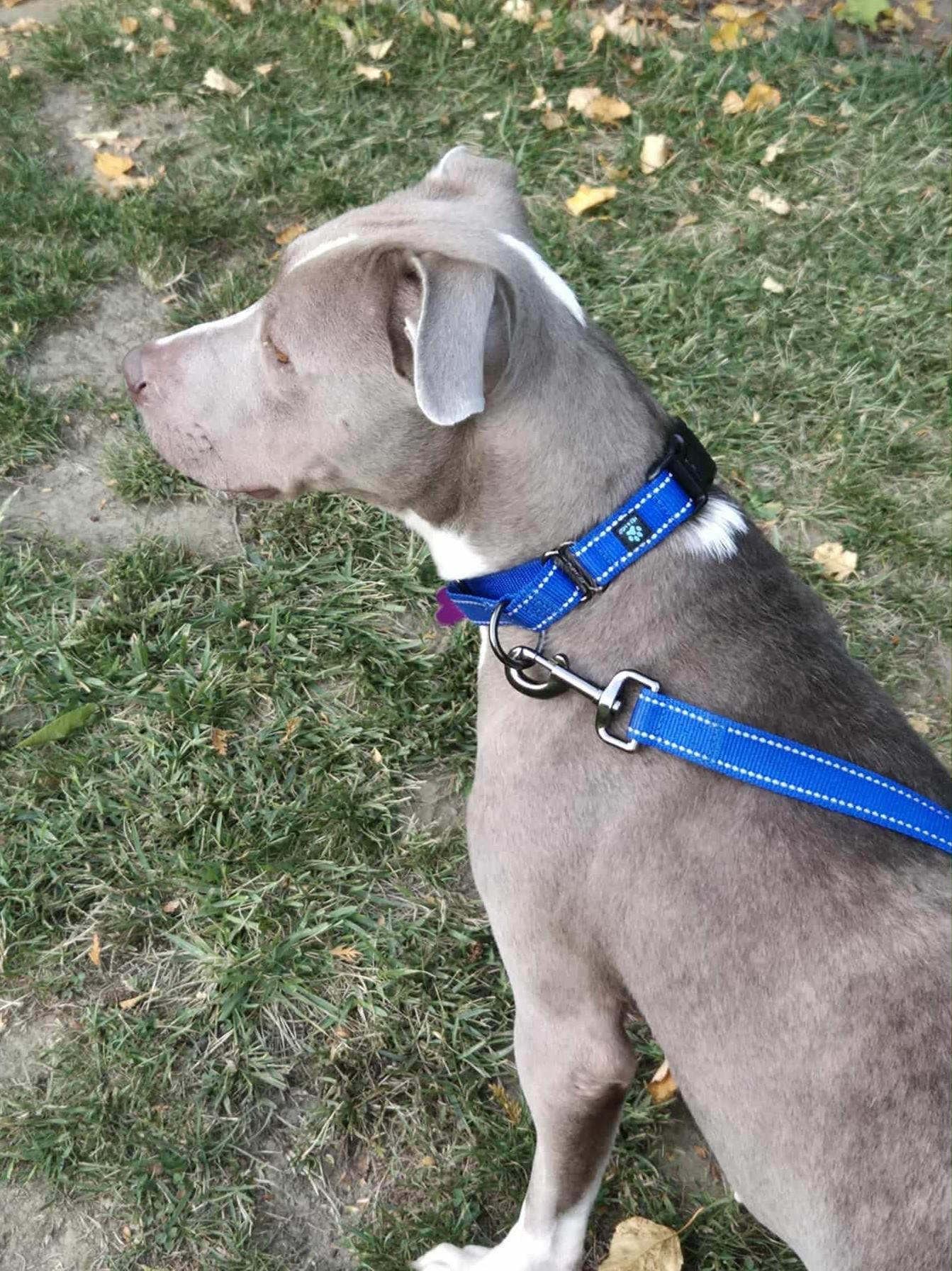 Enlarge Holly - ME, a Adopted mixed breed in Warren, ME image 4/6