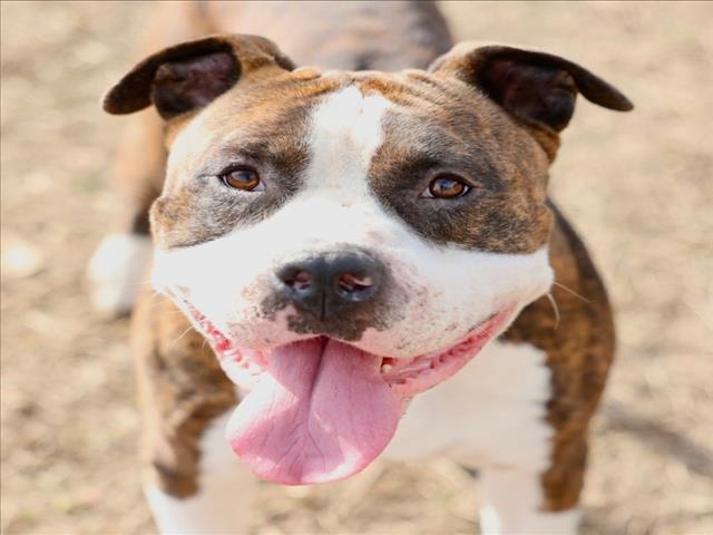 A512414, Adoptable, Adult Male Pit Bull Terrier & Mixed Breed.