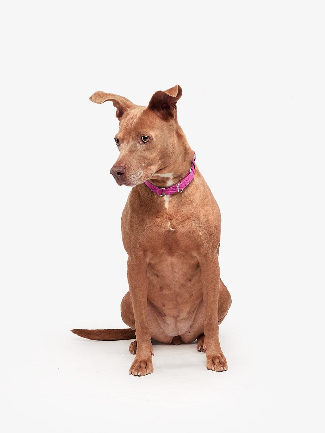 Enlarge Cora, a Adoptable mixed breed in Teterboro, NJ image 4/5