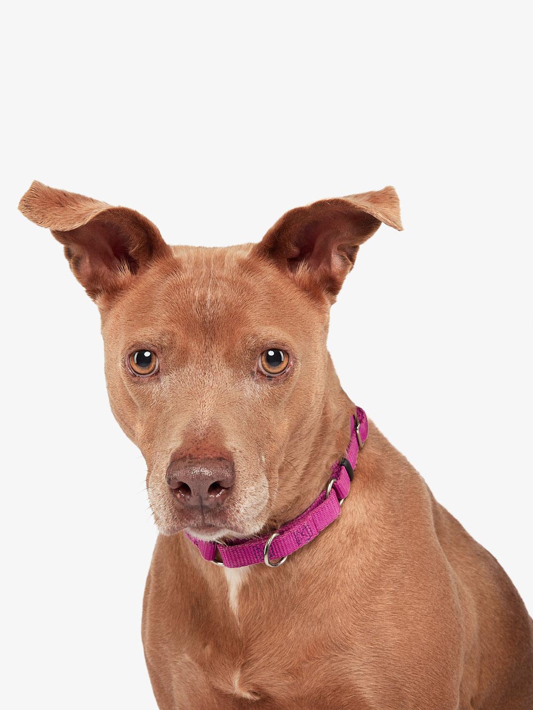 Cora, Adoptable, Adult Female Pit Bull Terrier.