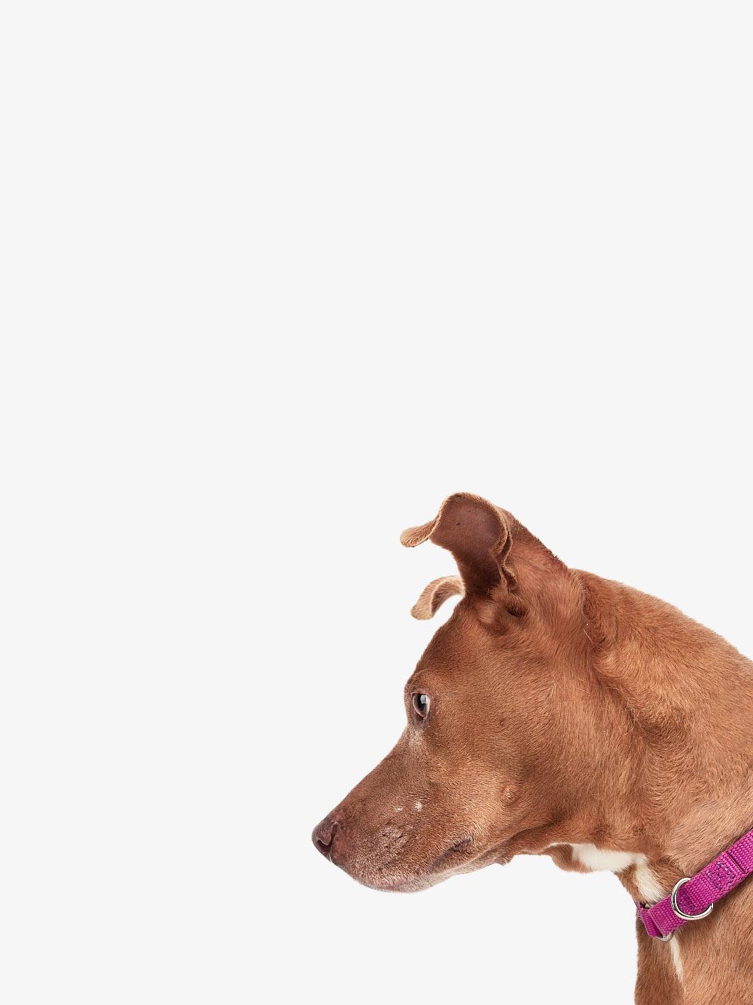 Enlarge Cora, a Adoptable mixed breed in Teterboro, NJ image 5/5
