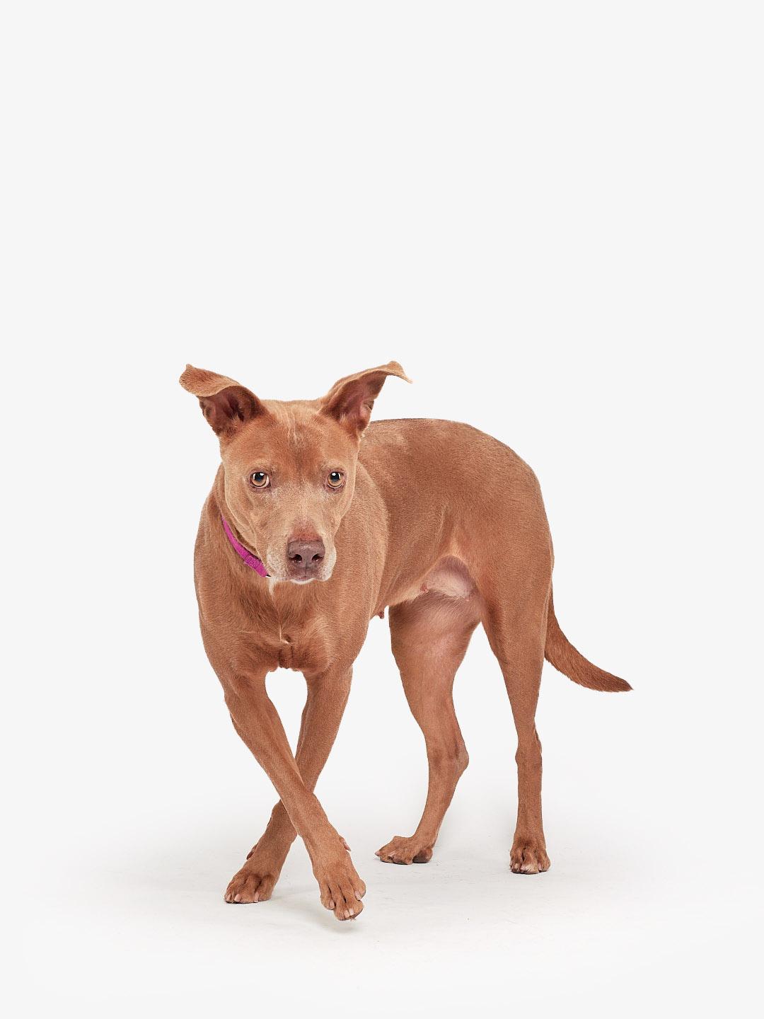 Enlarge Cora, a Adoptable mixed breed in Teterboro, NJ image 3/5