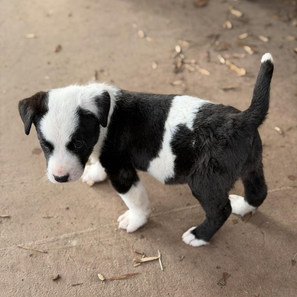 Hops (in PA), Adoptable, Puppy Male Mixed Breed.