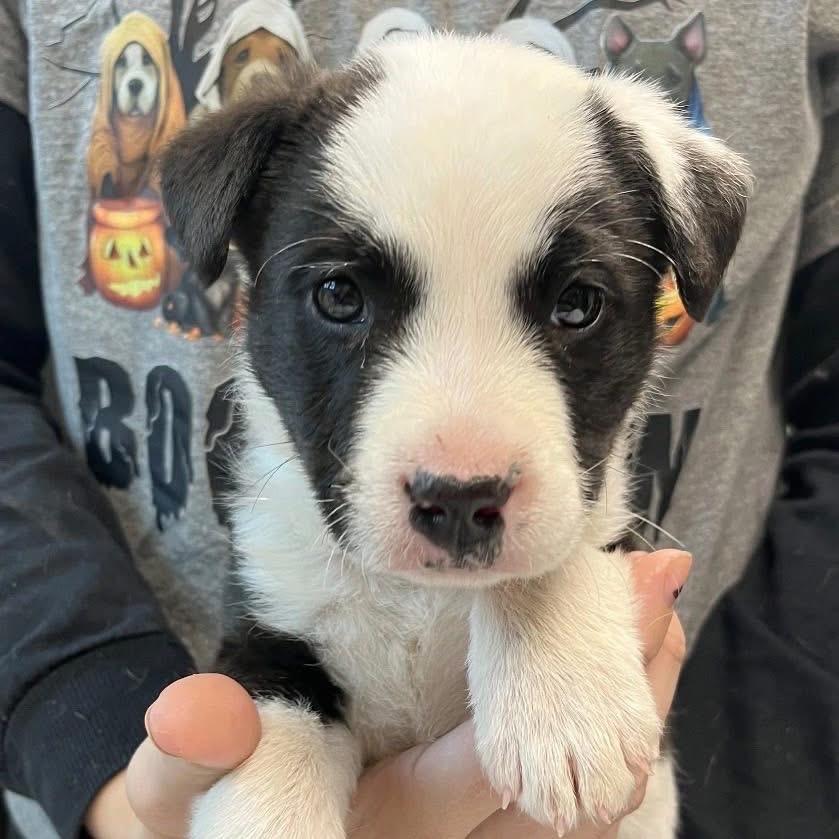 Enlarge Hops (in PA), a Adoptable Mixed Breed in Huntsville, AL image 2/6