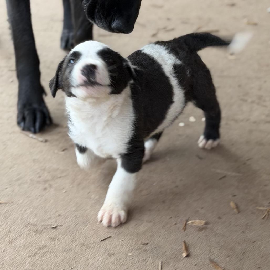 Enlarge Hops (in PA), a Adoptable Mixed Breed in Huntsville, AL image 4/6