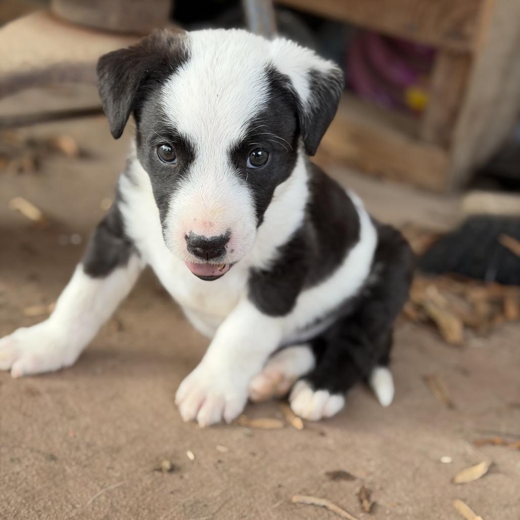 Enlarge Hops (in PA), a Adoptable Mixed Breed in Huntsville, AL image 5/6