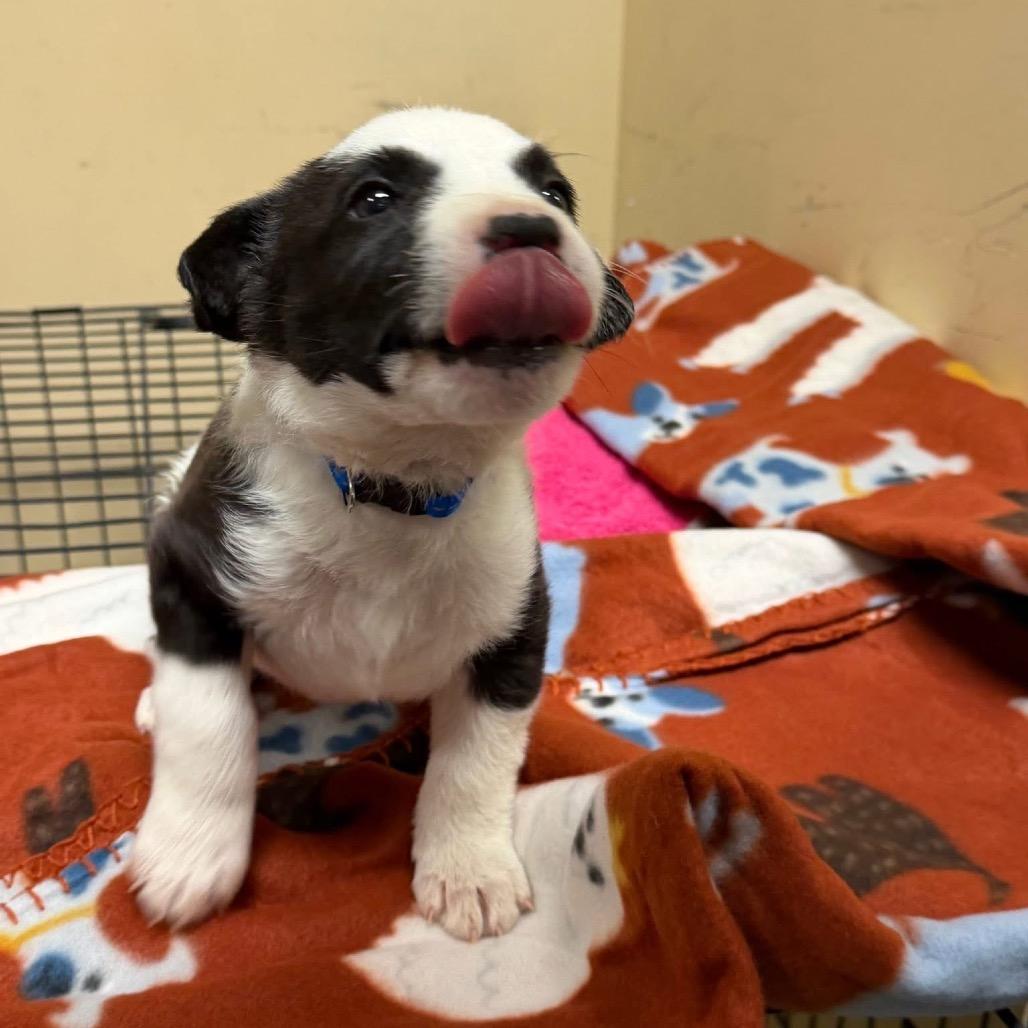 Enlarge Hops (in PA), a Adoptable Mixed Breed in Huntsville, AL image 6/6
