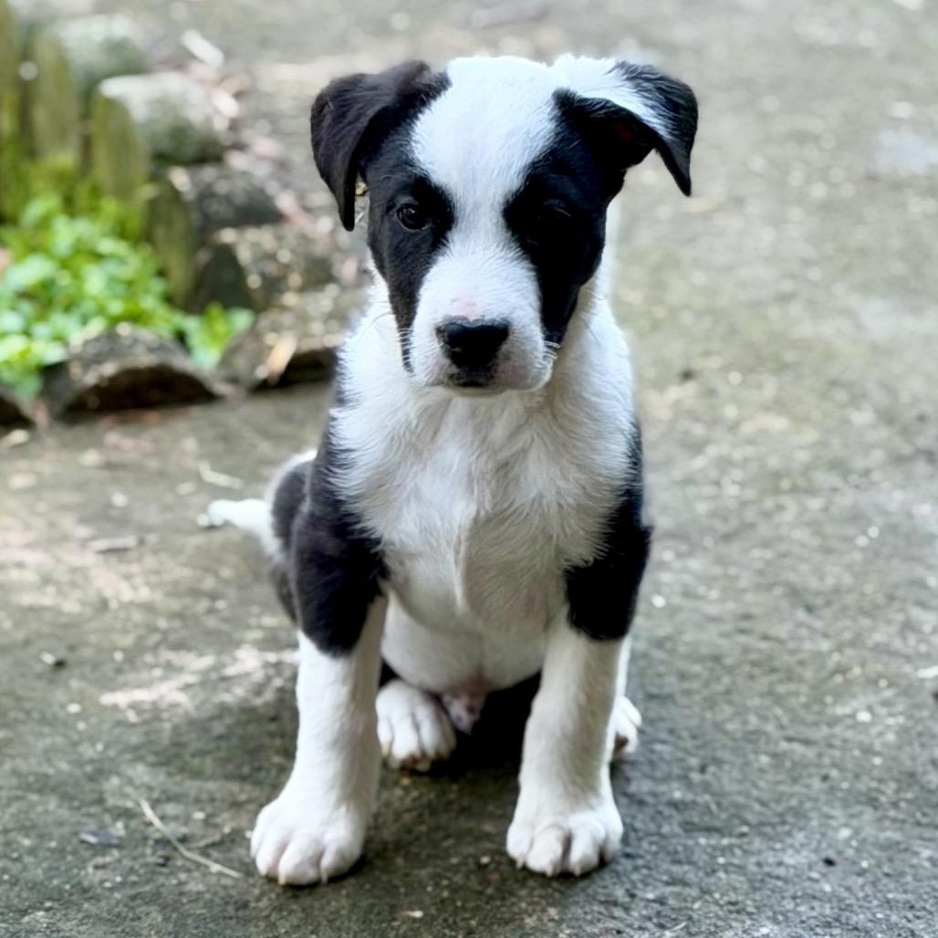Hops (in PA), Adoptable, Puppy Male Mixed Breed.