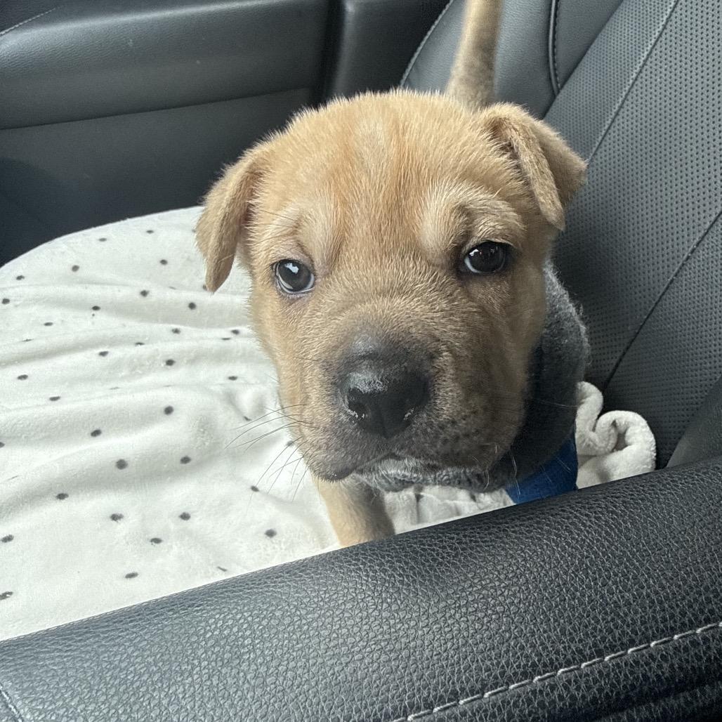 Sharpie, Adoptable, Puppy Female Shar-Pei & Mixed Breed.