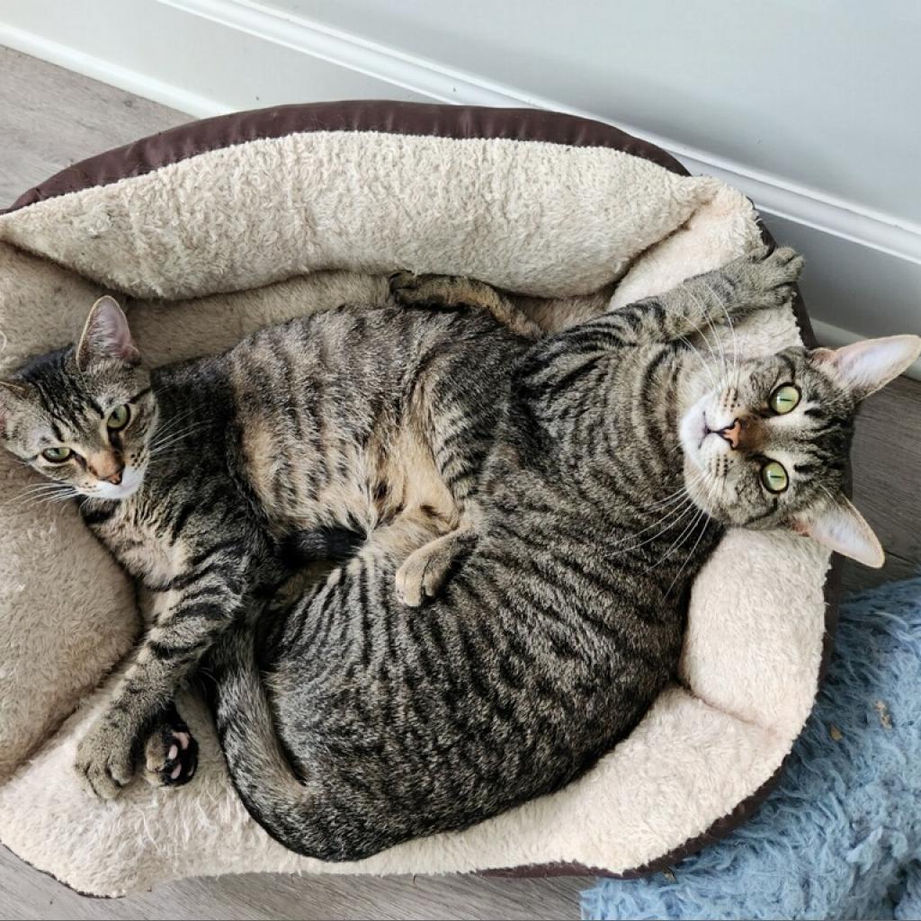 Ellie, Adoptable, Adult Female Domestic Short Hair.