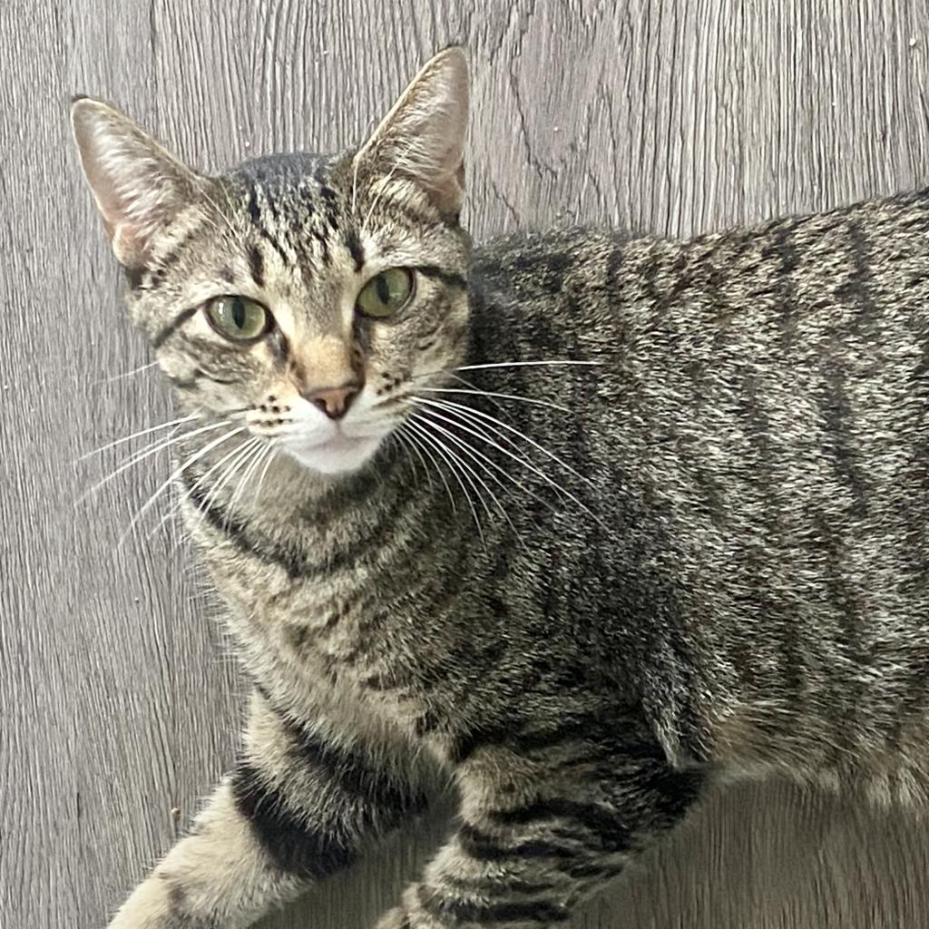 Enlarge Ellie, a Adoptable Domestic Short Hair in Foley, AL image 2/2