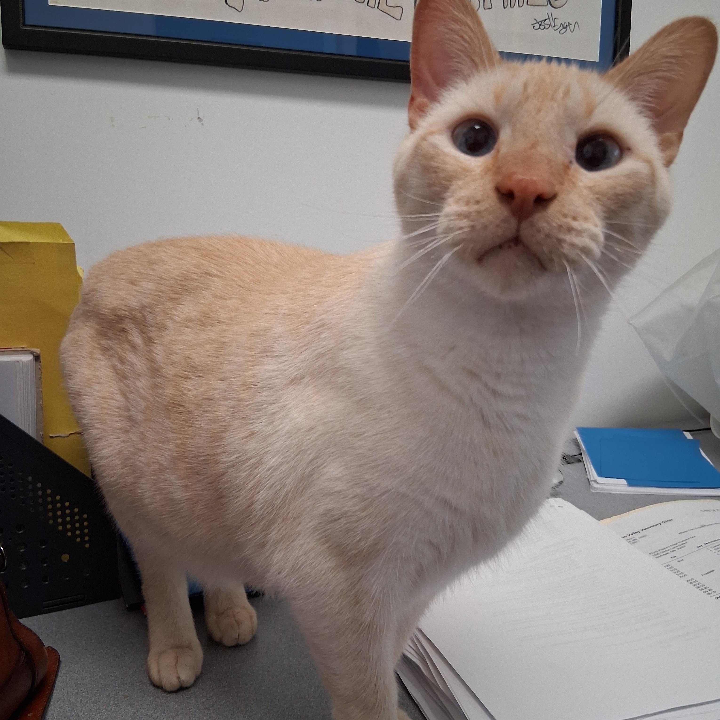Darby, adopted, Adult Male Domestic Short Hair.