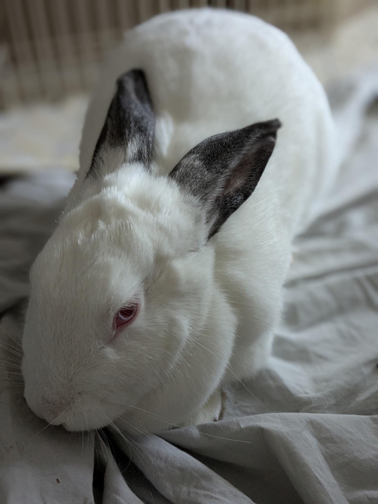 Enlarge Lola, a Adoptable Mini Lop in Willowbrook, IL image 3/6