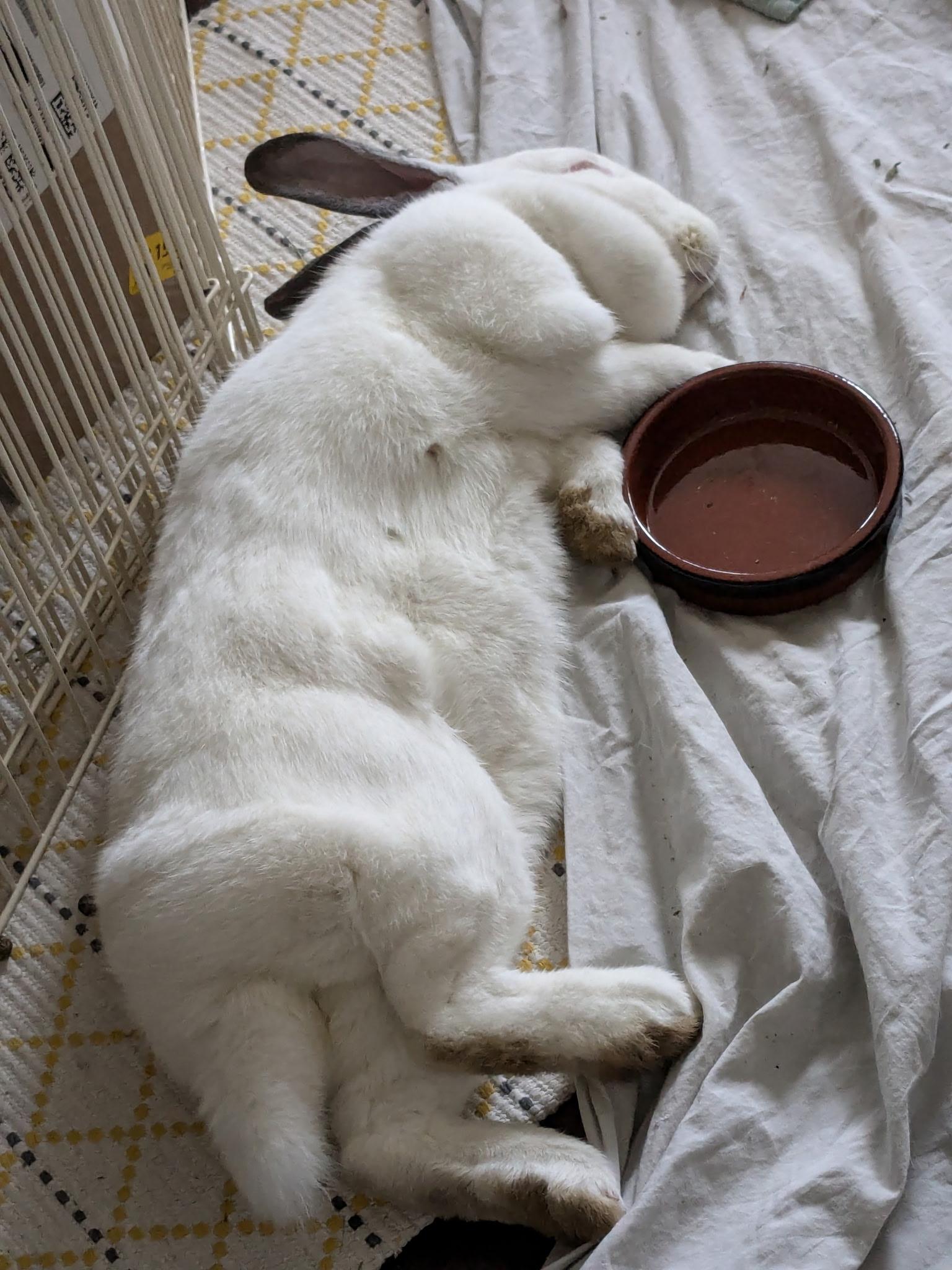 Enlarge Lola, a Adoptable Mini Lop in Willowbrook, IL image 4/6