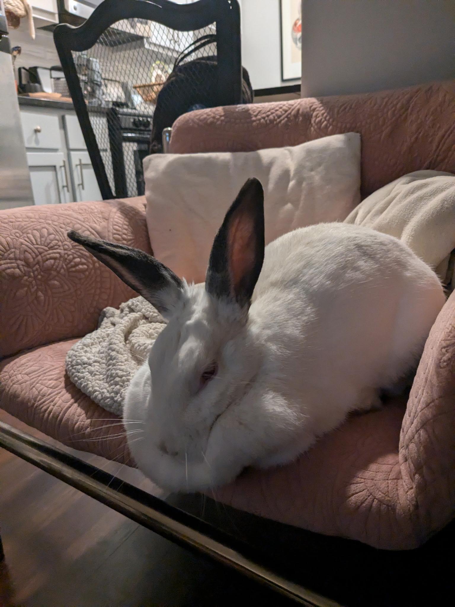 Enlarge Lola, a Adoptable Mini Lop in Willowbrook, IL image 5/6