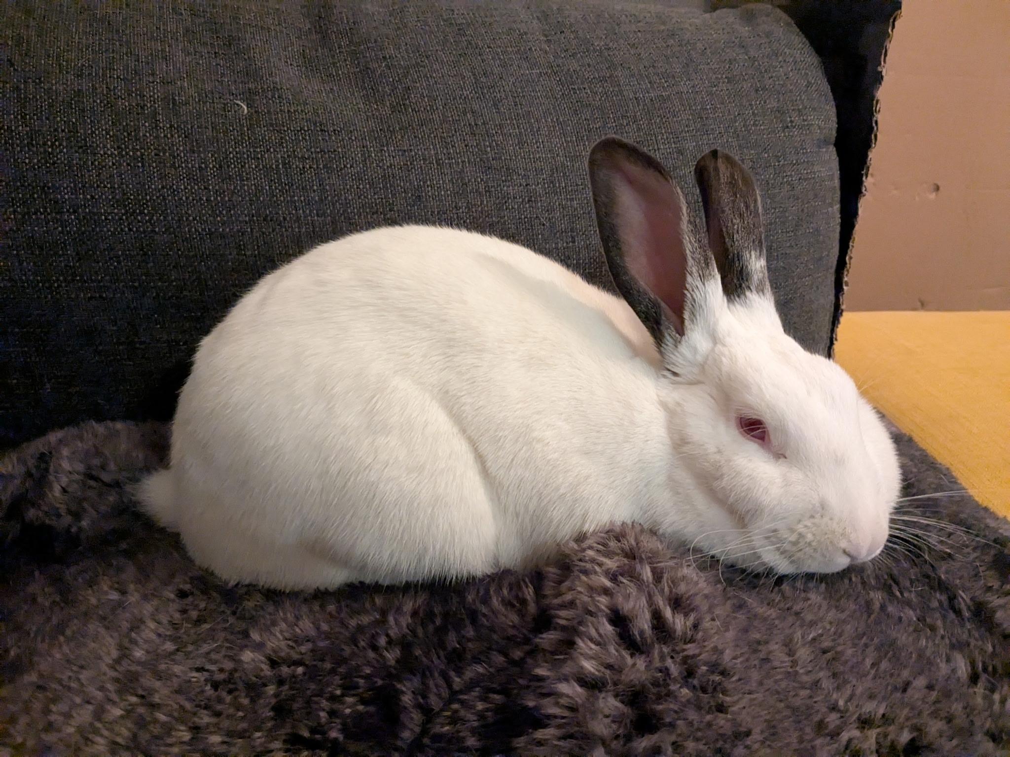 Lola, Adoptable, Adult Female Mini Lop.