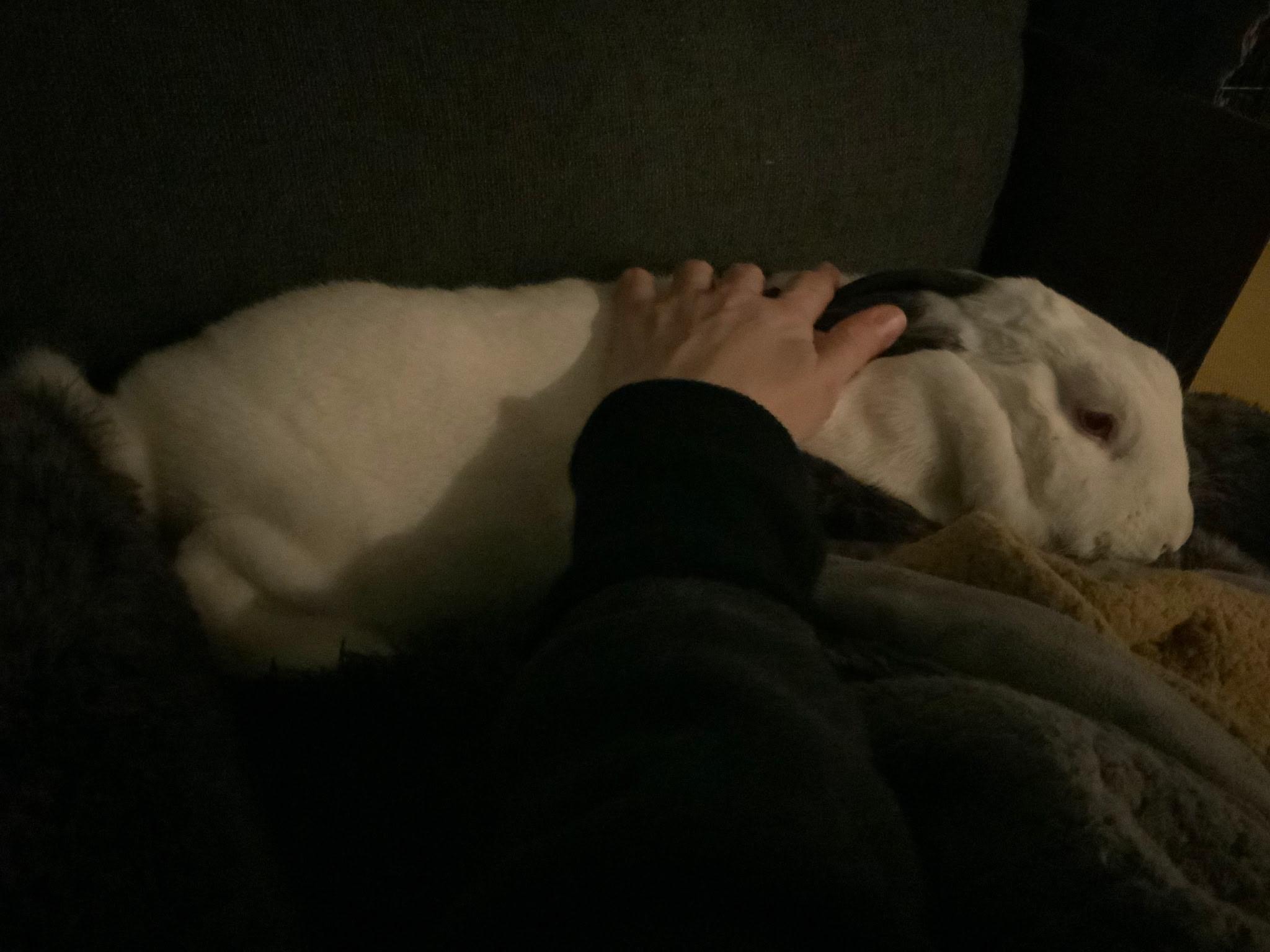 Enlarge Lola, a Adoptable Mini Lop in Willowbrook, IL image 6/6