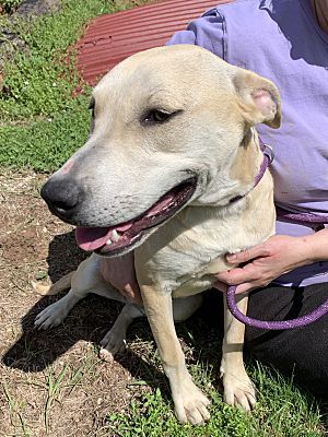 Enlarge Arye, a Adoptable mixed breed in Ashdown, AR image 1/8