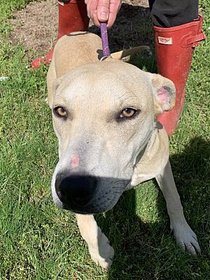 Enlarge Arye, a Adoptable mixed breed in Ashdown, AR image 2/8