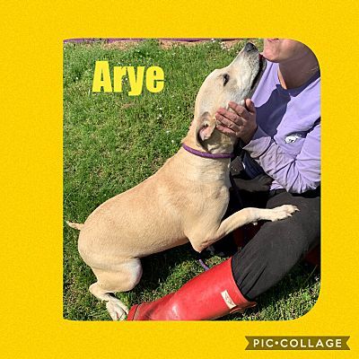 Enlarge Arye, a Adoptable mixed breed in Ashdown, AR image 3/8