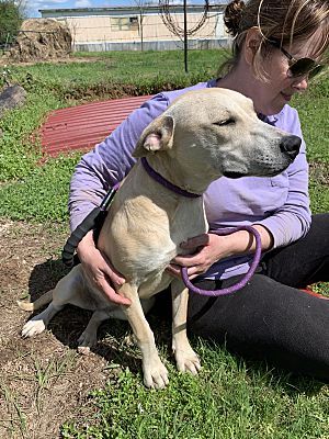 Enlarge Arye, a Adoptable mixed breed in Ashdown, AR image 4/8