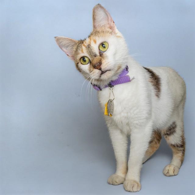 WHISK, Adoptable, Adult Female Domestic Short Hair.