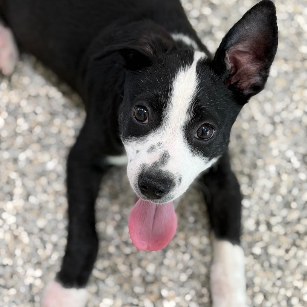 ARLO, Adoptable, Puppy Male Pit Bull Terrier & Chihuahua.