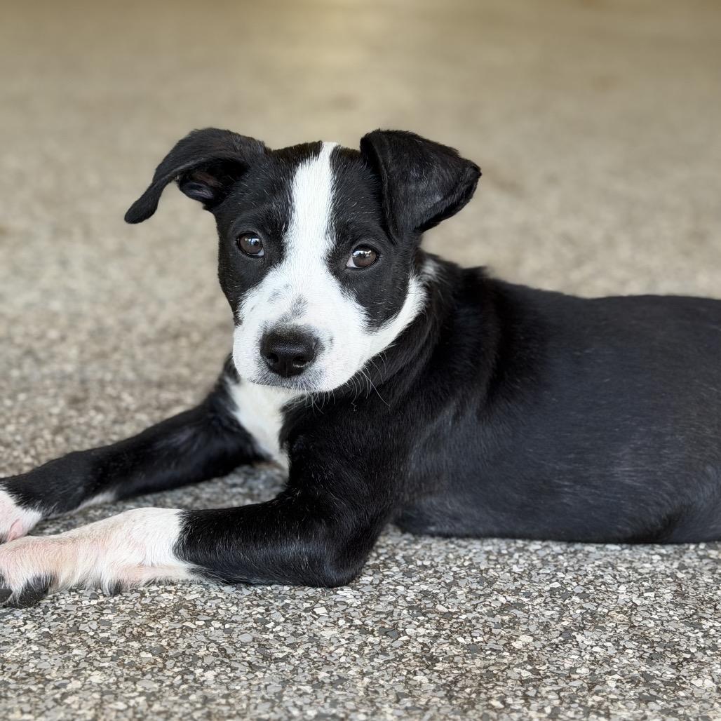 Enlarge ARLO, a Adoptable mixed breed in Wellington, FL image 2/6