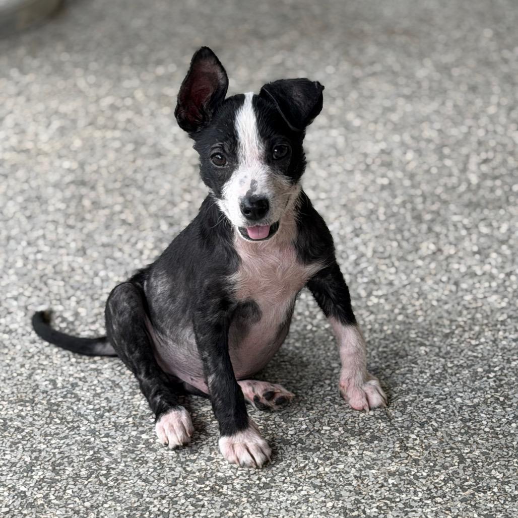 Enlarge ARLO, a Adoptable mixed breed in Wellington, FL image 3/6