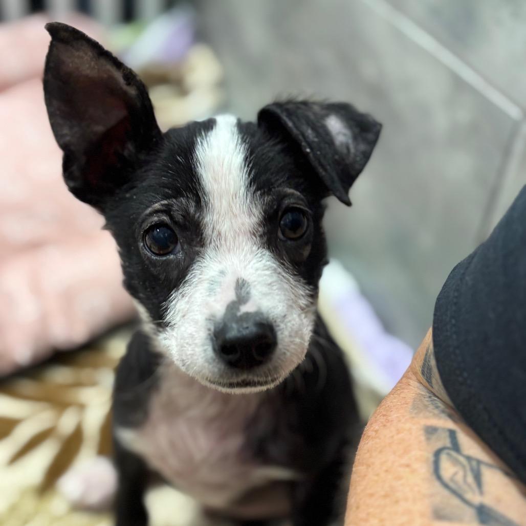 Enlarge ARLO, a Adoptable mixed breed in Wellington, FL image 4/6