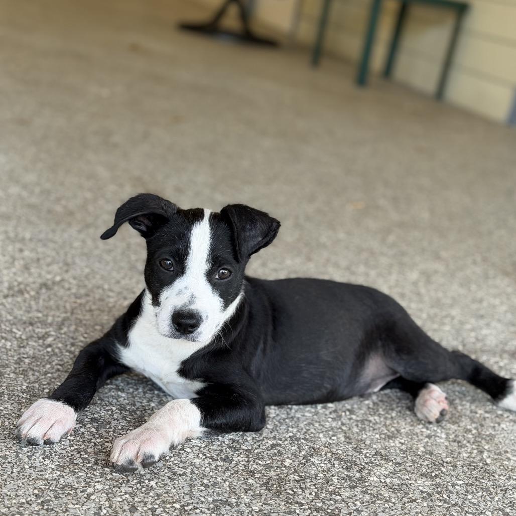 Enlarge ARLO, a Adoptable mixed breed in Wellington, FL image 5/6