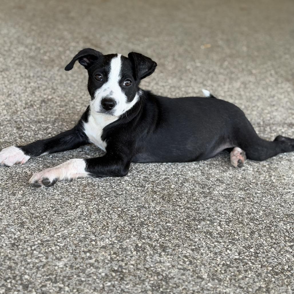 Enlarge ARLO, a Adoptable mixed breed in Wellington, FL image 6/6