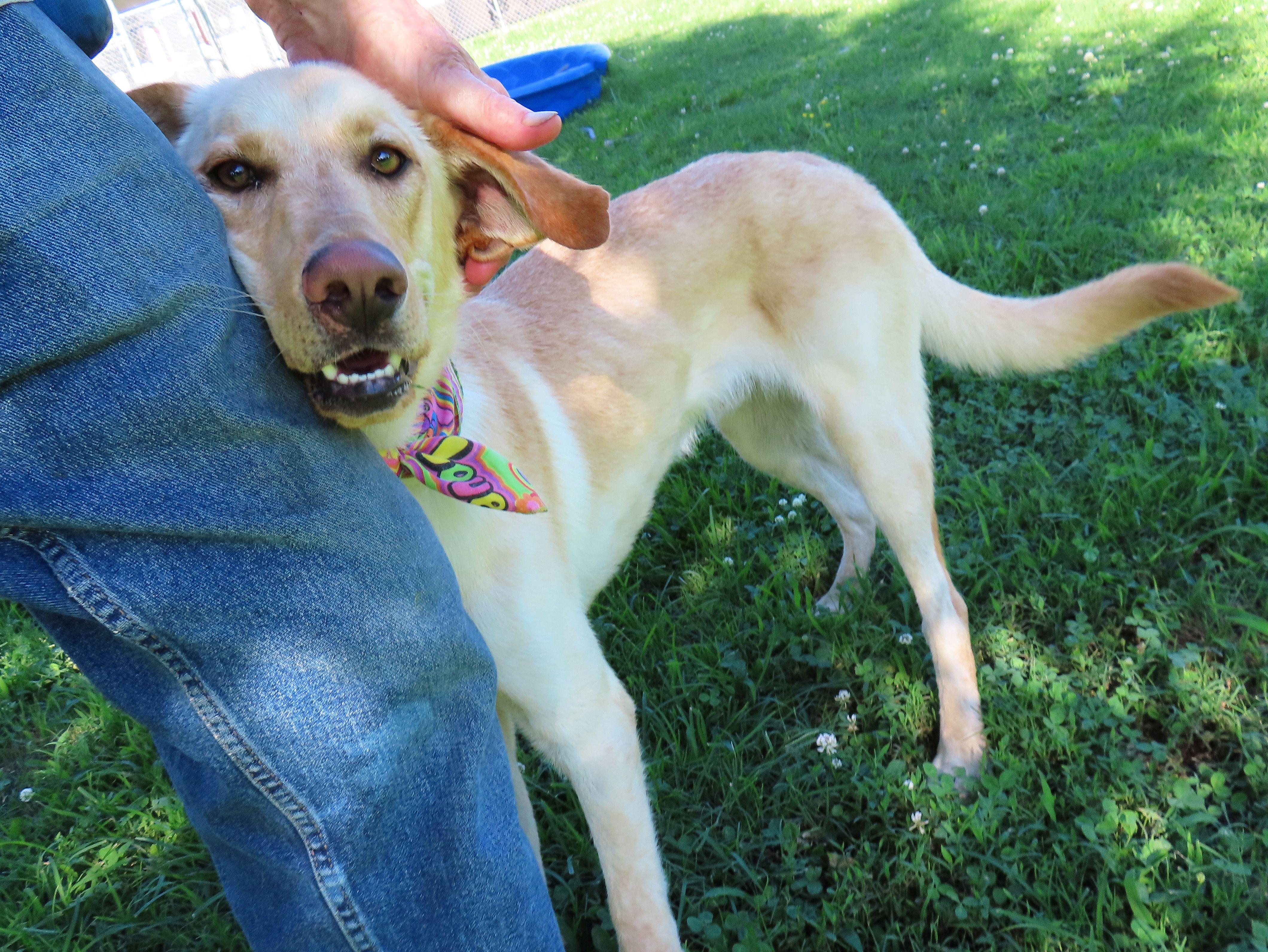 Enlarge Kade  26C-83, a ADOPTABLE mixed breed in Rogers, AR image 2/5