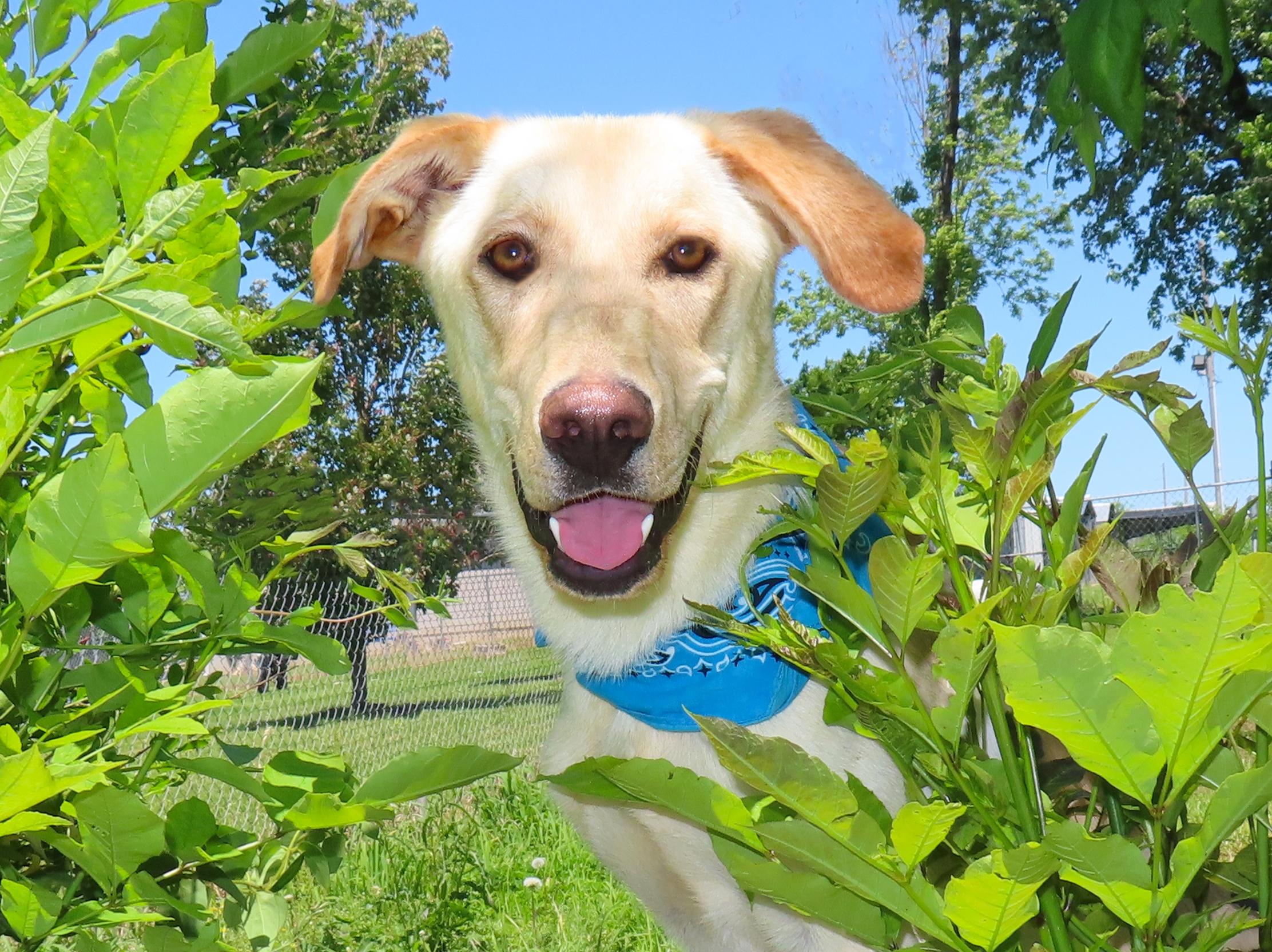 Kade  26C-83, ADOPTABLE, Puppy Male Yellow Labrador Retriever & Golden Retriever.