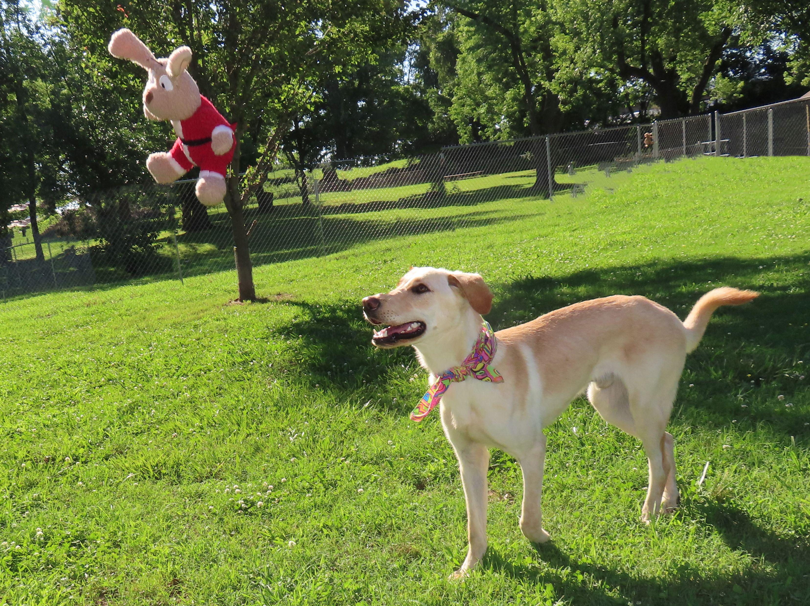 Enlarge Kade  26C-83, a ADOPTABLE mixed breed in Rogers, AR image 5/5