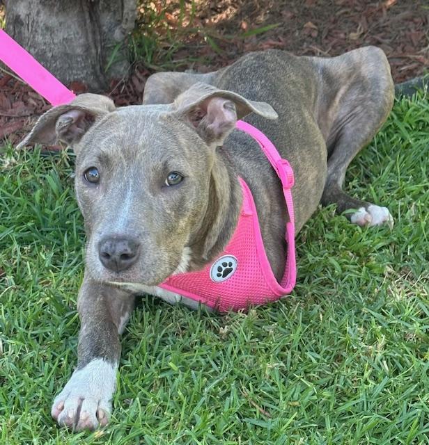 Enlarge HAPPY GIRL, a ADOPTABLE mixed breed in Bell Gardens, CA image 2/6