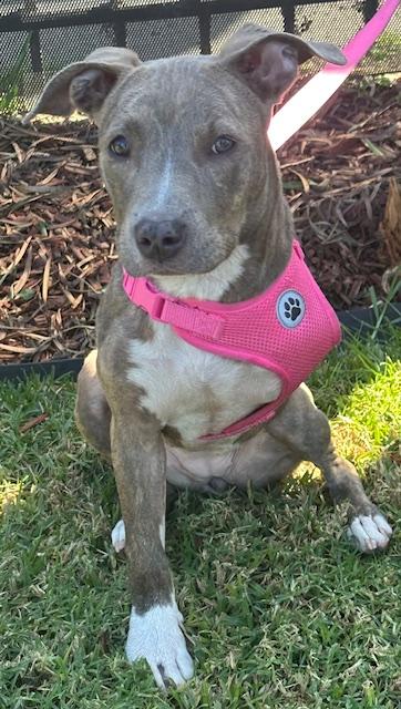 Enlarge HAPPY GIRL, a ADOPTABLE mixed breed in Bell Gardens, CA image 3/6