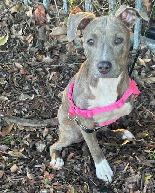Enlarge HAPPY GIRL, a ADOPTABLE mixed breed in Bell Gardens, CA image 1/5