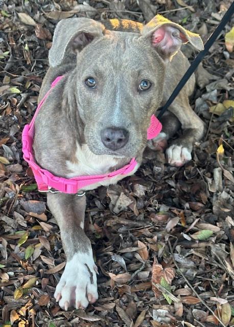 Enlarge HAPPY GIRL, a ADOPTABLE mixed breed in Bell Gardens, CA image 4/5
