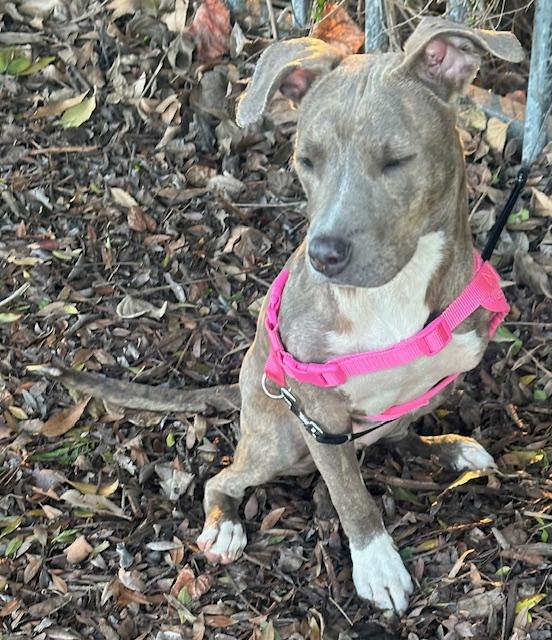 Enlarge HAPPY GIRL, a ADOPTABLE mixed breed in Bell Gardens, CA image 2/5