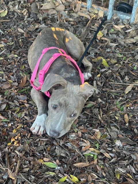 Enlarge HAPPY GIRL, a ADOPTABLE mixed breed in Bell Gardens, CA image 5/5